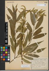 Foto von Salix alba L. x Salix fragilis L.